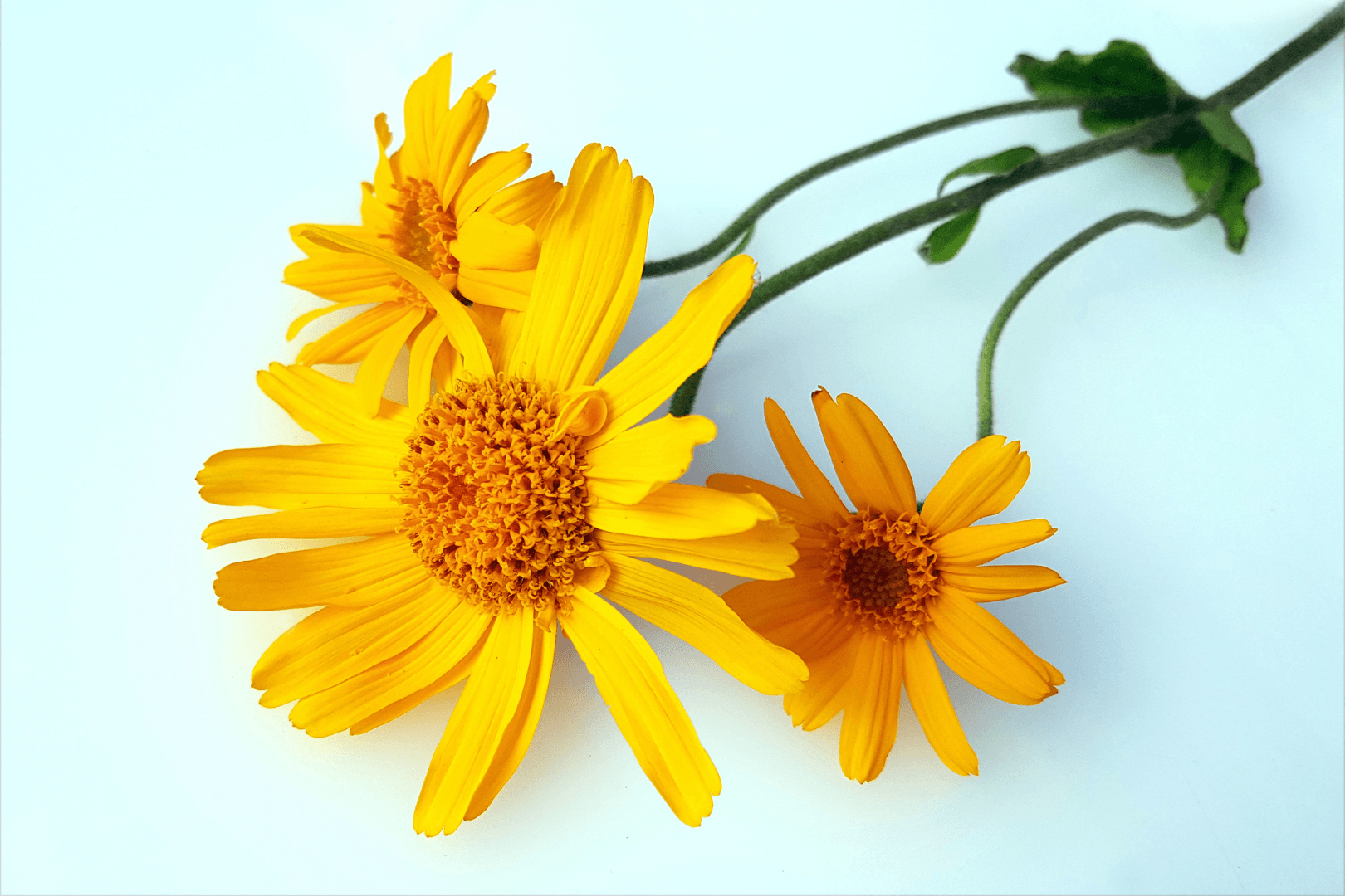 Arnika resorbierend Pferde